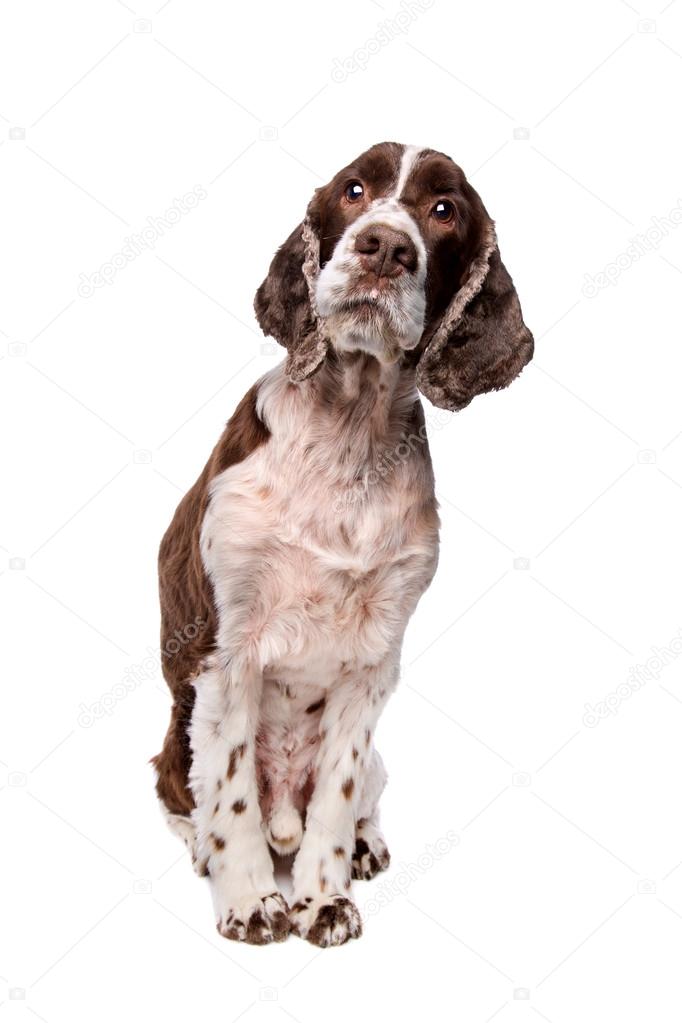 English Cocker Spaniel 