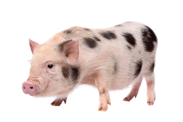 micro pig adult