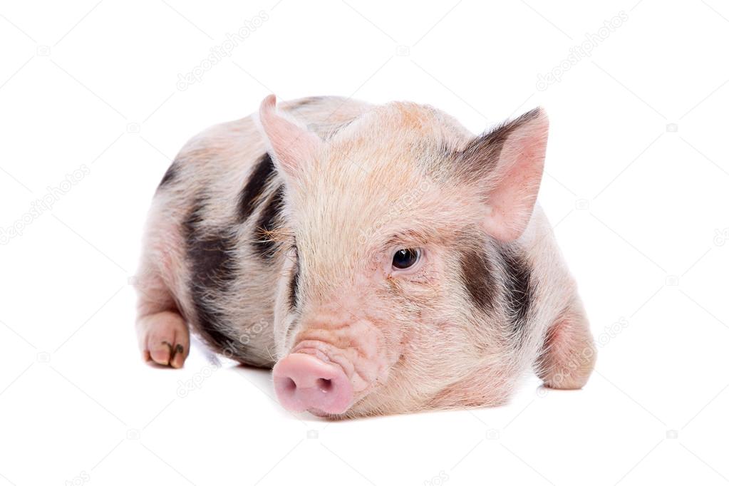 Stockfotos Teacup Schwein Bilder Stockfotografie Teacup Schwein Lizenzfreie Fotos Depositphotos