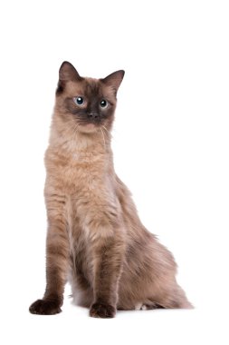Brown Ragdoll kedi
