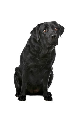 Kara Labrador Köpeği