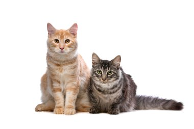 Maine Coone ve Norveçli orman kedi