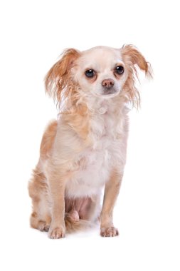 Karışık doğurmak Chihuahua köpek