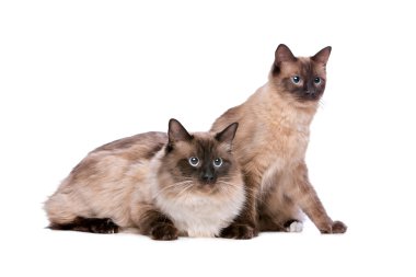 Ragdoll cats birkaç