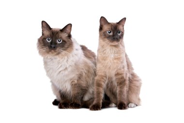 Ragdoll cats birkaç
