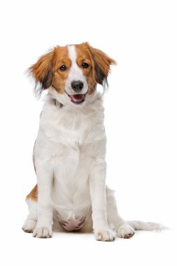 Kahverengi ve beyaz Kooiker köpek