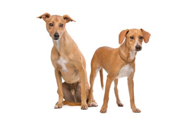 İki kahverengi ve beyaz Podenco köpekler
