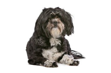 Karışık cins küçük tüylü köpek