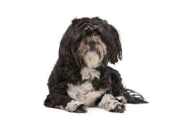 Karışık cins küçük tüylü köpek
