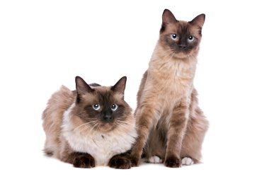 Ragdoll cats birkaç