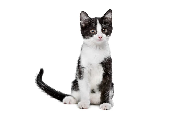 Pequeño gatito blanco y negro — Foto de Stock