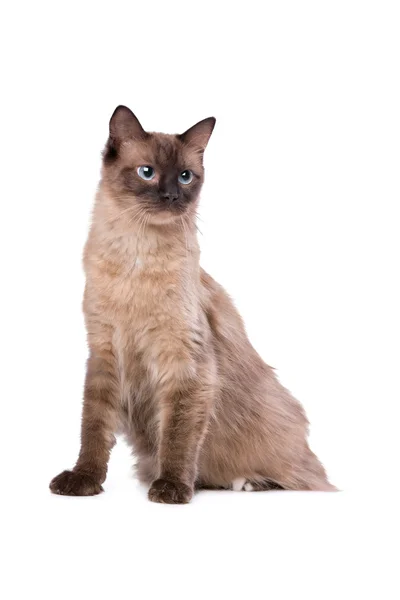 Ragdoll gatto marrone — Foto Stock