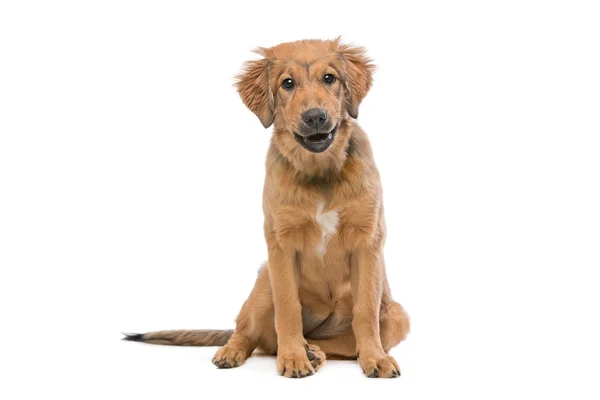 Cachorro de raça mista marrom — Fotografia de Stock