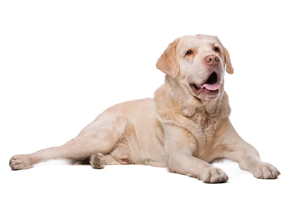 Perro Labrador beige — Foto de Stock