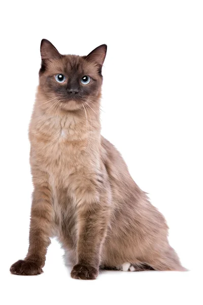 Ragdoll gatto marrone — Foto Stock