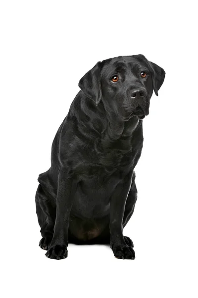 Perro labrador negro — Foto de Stock