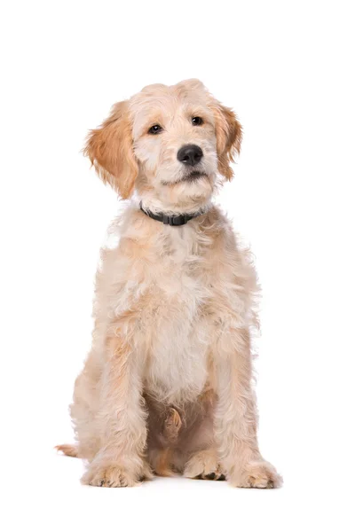 Beige Labradoodle hund — Stockfoto