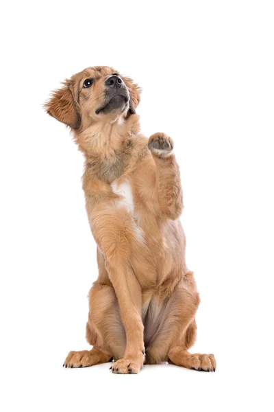 Kahverengi karma doğurmak köpek yavrusu — Stok fotoğraf