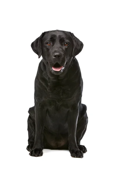 Perro labrador negro — Foto de Stock