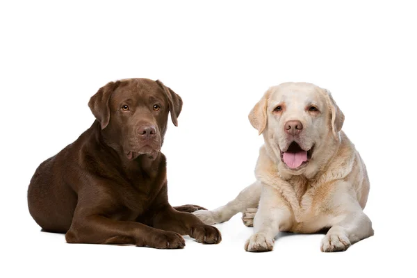 Dos perros Labrador — Foto de Stock