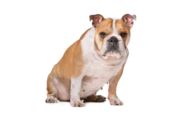 Bulldog inglese — Foto Stock