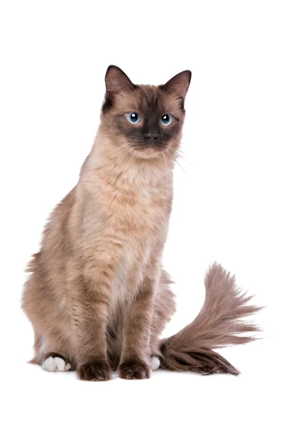 Gato Ragdoll marrón — Foto de Stock