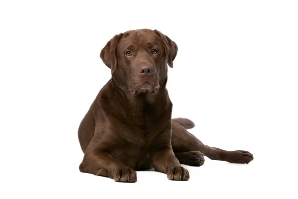 Cão labrador de chocolate — Fotografia de Stock