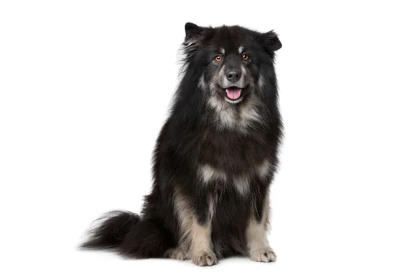 Finsk Lapphund framför en vit bakgrund — Stockfoto