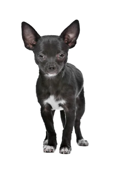 Black and white Chihuahua dog — Stock Photo, Image