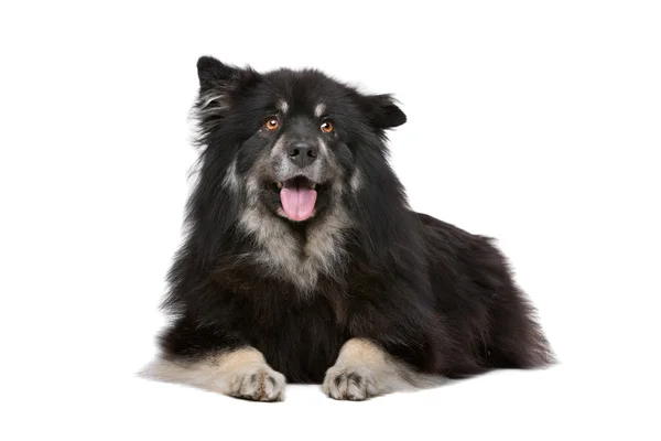 Finlandese Lapphund di fronte a uno sfondo bianco — Foto Stock