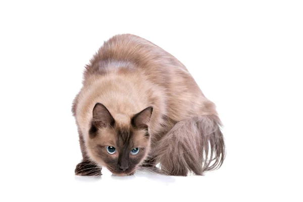 Brown Ragdoll cat — Stock Photo, Image
