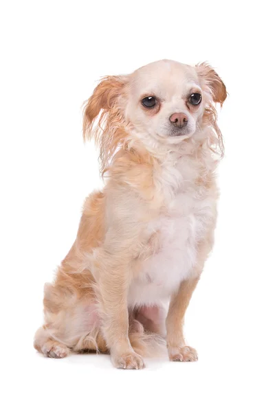 Mixed breed Chihuahua dog — Stock Photo, Image