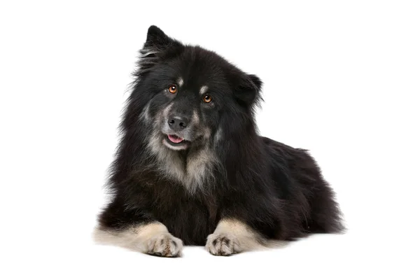 Lapphund finlandês na frente de um fundo branco — Fotografia de Stock