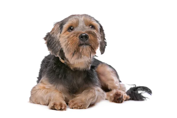 Razza mista Yorkshire Terrier — Foto Stock