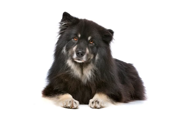 Fiński lapphund — Zdjęcie stockowe