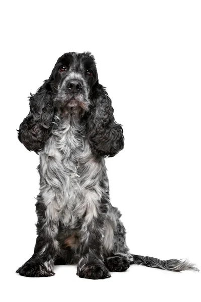 Blu scuro roan cocker Spaniel — Foto Stock