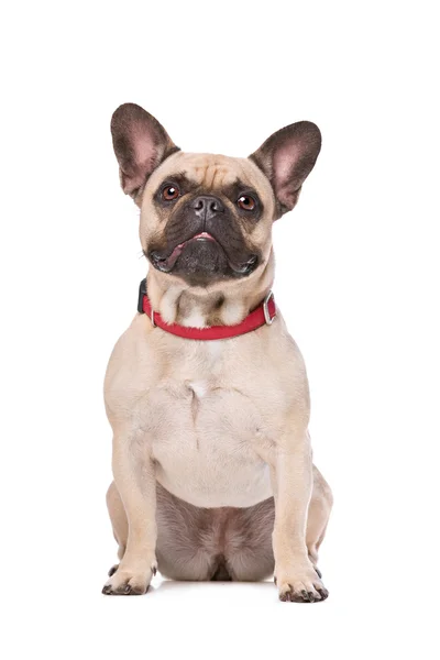 Bulldog francês marrom — Fotografia de Stock