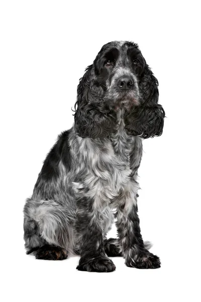 Donker blauwe roan Cocker Spaniel — Stockfoto