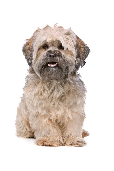 Mixed breed small fluffy dog — Stock Photo, Image