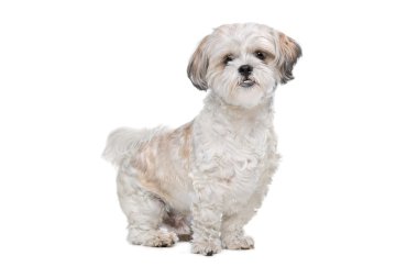 karışık cins köpek