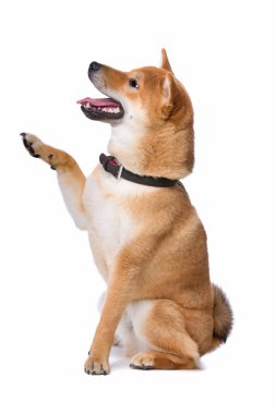 Shiba Inu köpek