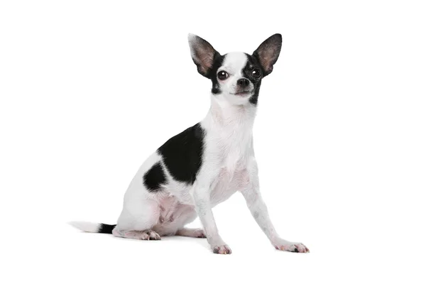 Cão chihuahua preto e branco — Fotografia de Stock