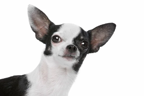 Perro chihuahua blanco y negro —  Fotos de Stock