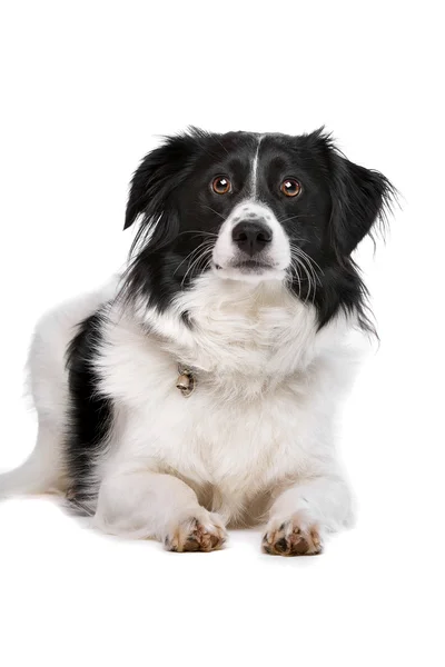 Mixed breed dog — Stock Photo, Image