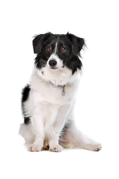 Mixed breed dog — Stock Photo, Image