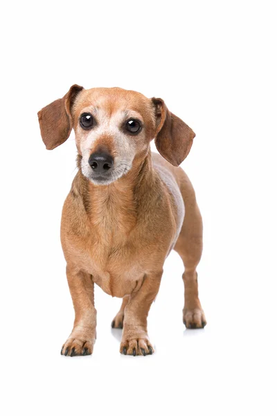 Dachshund looking at camera — Stock fotografie