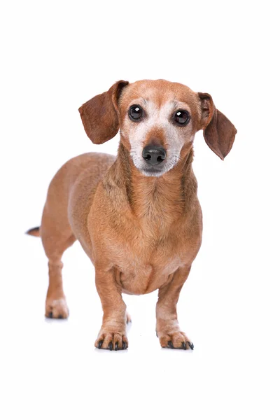 Dachshund looking at camera — Stock fotografie