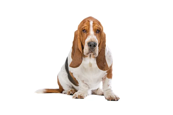 Basset hound sitter — Stockfoto