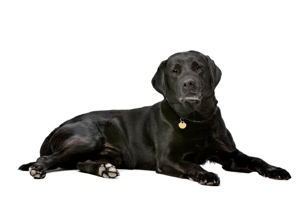 Black ten years old Labrador — Stock Photo, Image