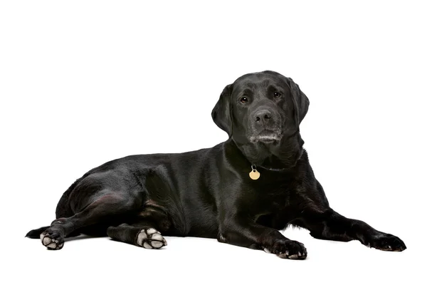 Svart tio år gammal Labrador — Stockfoto